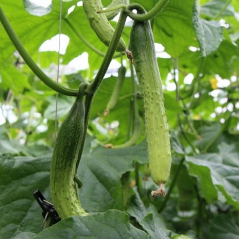 백오이 아삭한 신선 백다다기 오이 가정용 식자재용