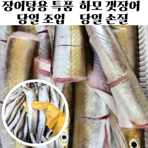 손질 갯장어 장어탕용 장어 하모 샤브샤브용