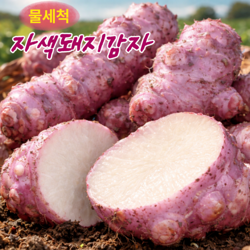 [백화점납품] 특품 세척 뚱단지 자색돼지감자
