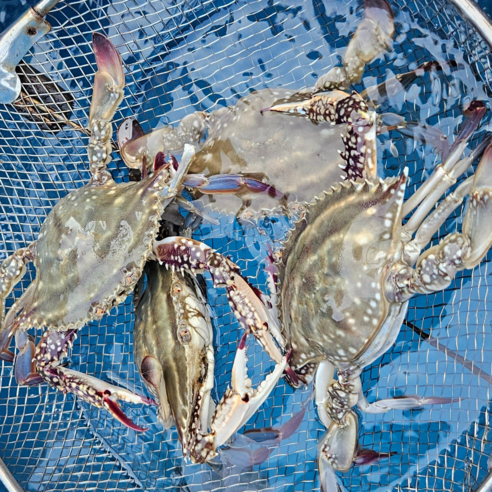 오늘잡은 서해안 활 암꽃게 알배기, 1박스, 활 암꽃게 1kg (4~6미)