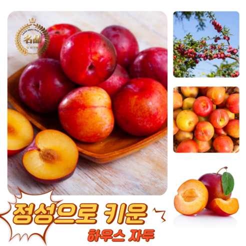 [굿피플] 고당도 달콤새콤 햇자두 하우스자두 자두