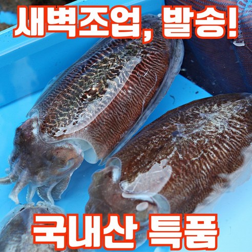 [산지직송] 국내산 생물 갑오징어 횟감 특품