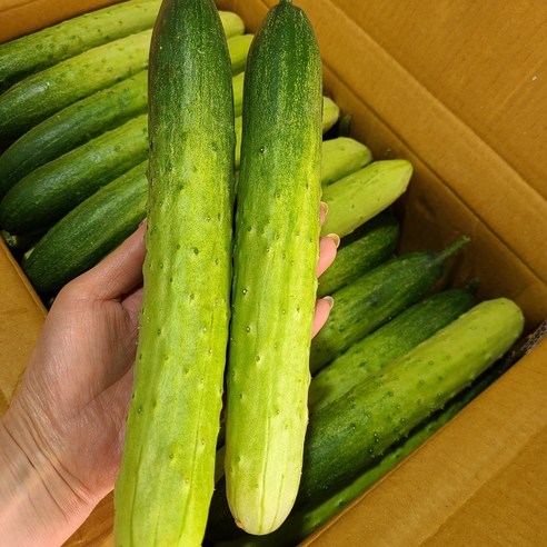 특품 신선한 백오이 지오이 백다다기오이 2kg(10개내외),3kg(15개내외),6kg(30개내외),10kg(45-50개), 3kg(15개내외), 1박스