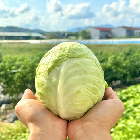 농산물마루 국내산 달콤이 미니 양배추