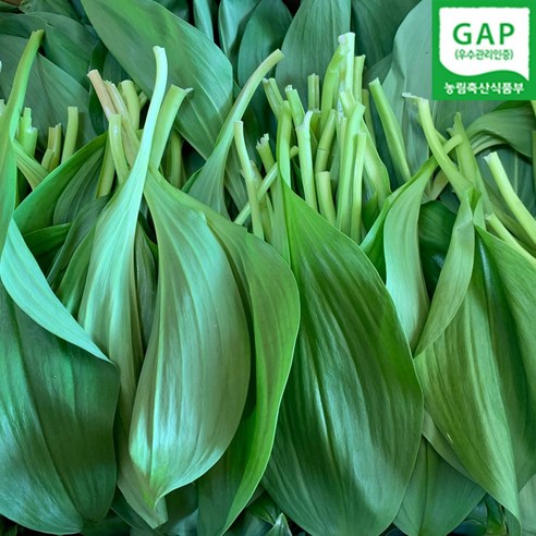 강원도 홍천 명이나물 산마늘 1키로 2키로 울릉도종 잎명이 GAP 발송중, 1세트, 2kg