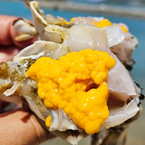 국내산 생물 알꽉찬 봄암꽃게, 1개, 국내산 암꽃게 2kg (8-12미)