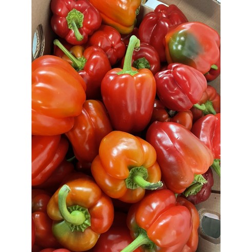 못난이 파프리카모음 색상혼합 빨강,노랑(1kg,2kg,3kg) 가락시장 직배송 푸르름팜, 3KG, 1개