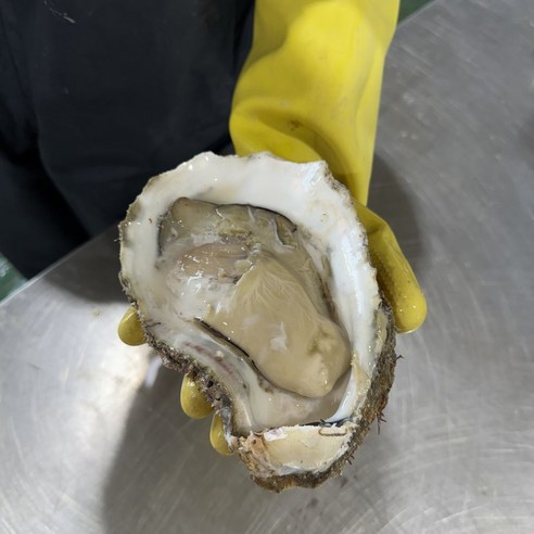 [제니네 제철과일] 통영 산지직송 자연산 바위굴 1kg 5kg 10kg 벚굴, 1개, 바위굴 1kg (1~3미 내외)