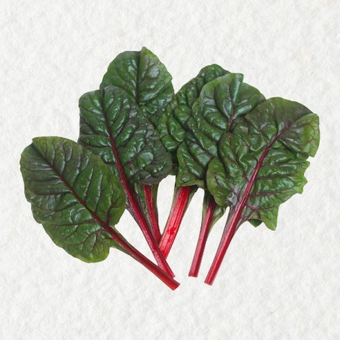 쉐프의정원 농장에서 바로 적근대 1kg, 2kg