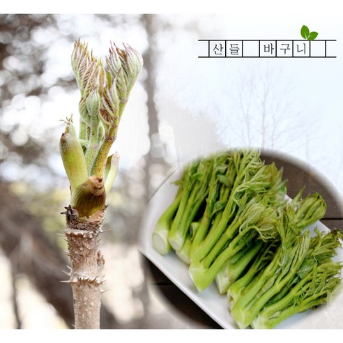 자연산 참두릅 지리산 산청두릅, 1세트, 1kg