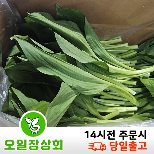 (오일장상회) 국내산 생 명이나물 명이 산마늘