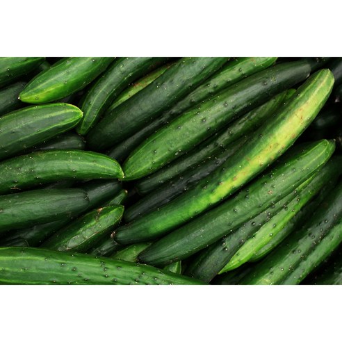 [프레시홈푸드] 배송료 제로,바로 출고 식탁 위 작은 농장, 국산 오이 청오이, 1개, 1kg