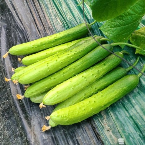 쓴맛 없이 맛있는 오이 소박이 오이지용 양주농부 클로렐라 백다다기 백오이, 1개, 클로렐라 오이 9kg (50개-60개)