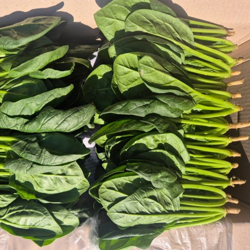 국내산 신선 시금치 500g 1kg 2kg 당일수확, 1개, 1kg