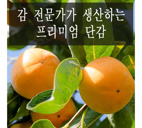 신선하고 달콤한 경남 단감과 배단감 구매 가이드