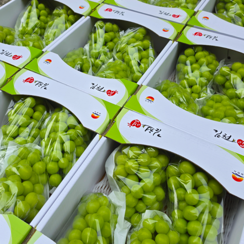[햇살농원] 토실토실 경북 프리미엄 샤인머스캣, 1개, 4kg (4~5수)