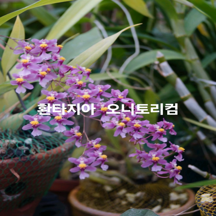 환타지아 오니토리컴