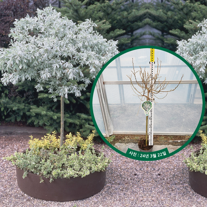 셀릭스 헬베티카 H0.6m접목 - 은엽셀릭스 노지월동 올리브버들 스위스버드나무 은청잎