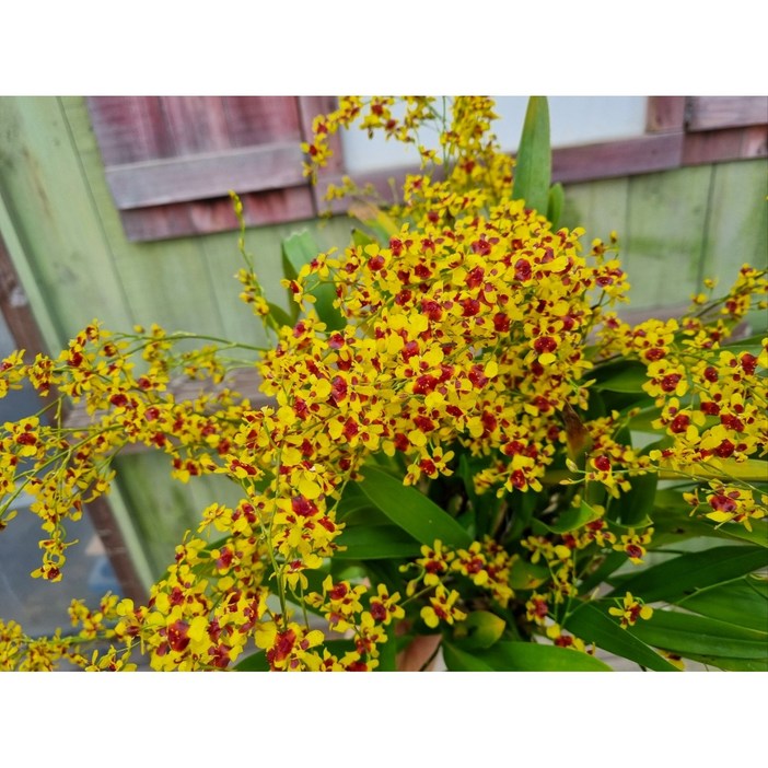 떡잎상가 귀여운 칼라 환타지아 오직 대품 44900원