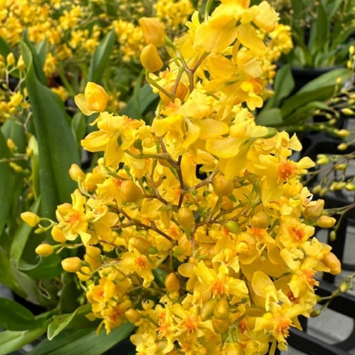 꽃심야생화 온시디움환타지아 옐로 실내재배식물 서양란 장기개화 향기식물 규격12cm화분묘