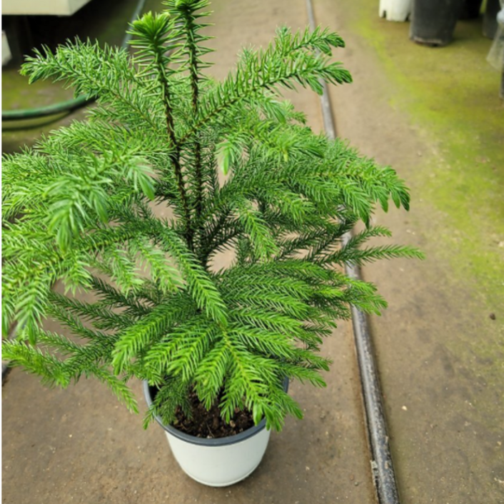 아레우카리아  크리스마스 트리나무에요 새로입고