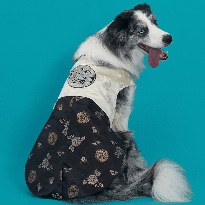 도그아이 강아지 남아 금화단한복