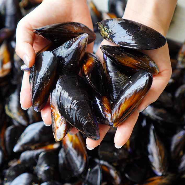 당일채취 당일발송 국내산 남해안 손질 세척 홍합