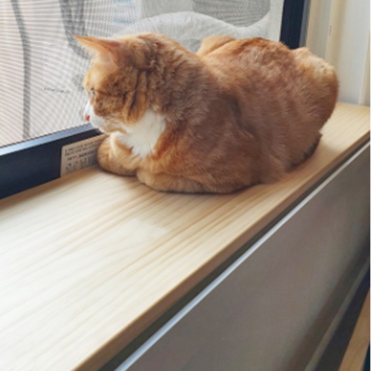 윈도캣 고양이 젤리보호 창틀덮개 창문틀막이 창가선반 8